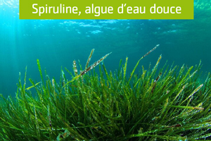 Spiruline, algue d'eau douce